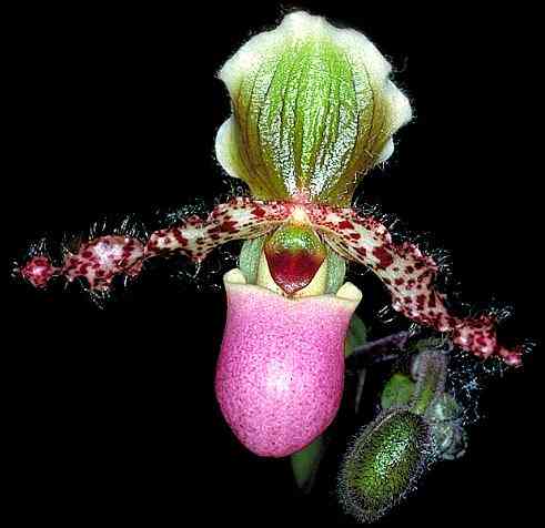 Paphiopedilum glaucophyllum